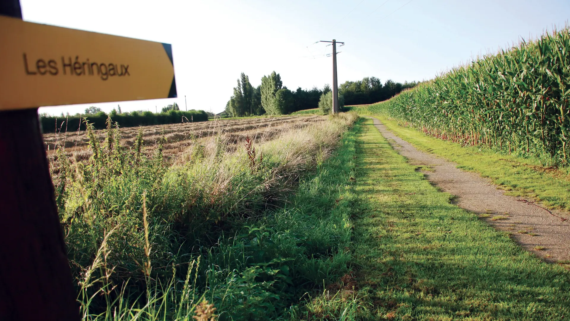 Randonnée Les Héringaux 2021 ROQUETOIRE © Pays ch'ti Pays d'ici (9)