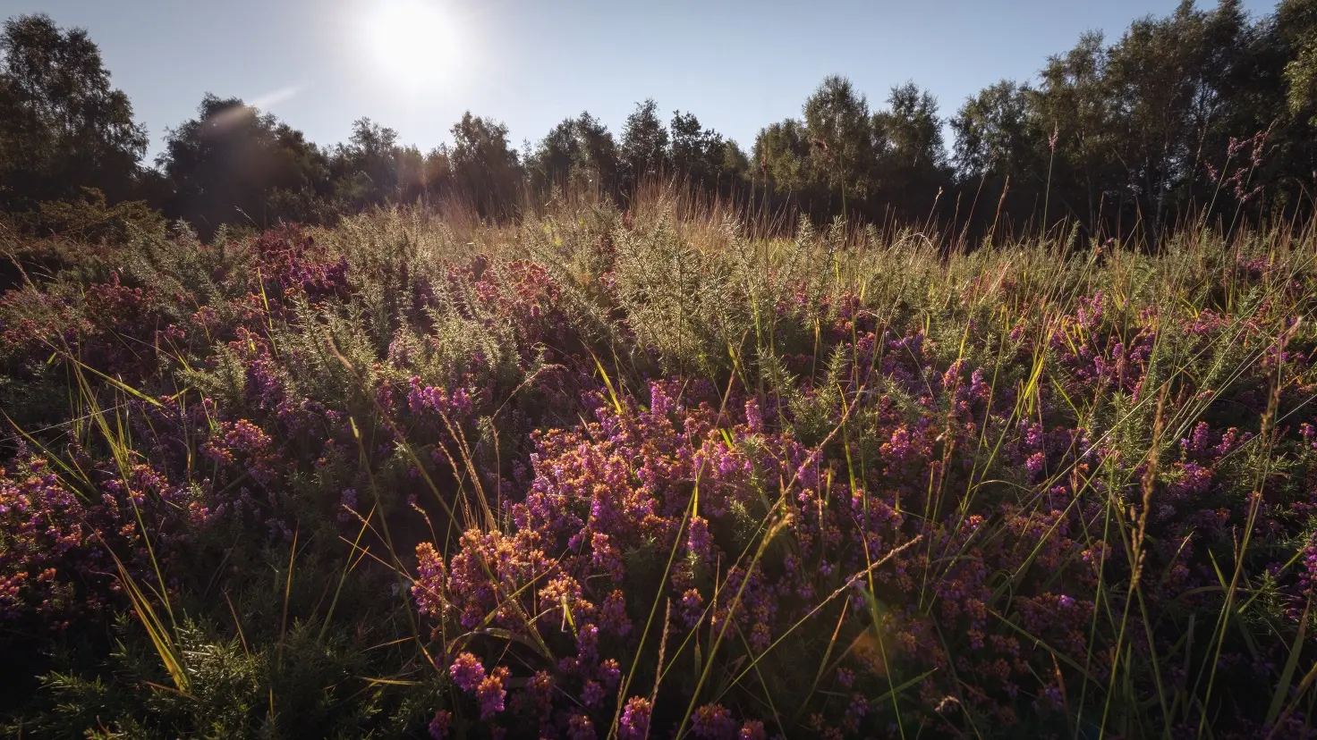 Réserve Plateau des Landes 2020 BLENDECQUES © EDEN 62 (4)