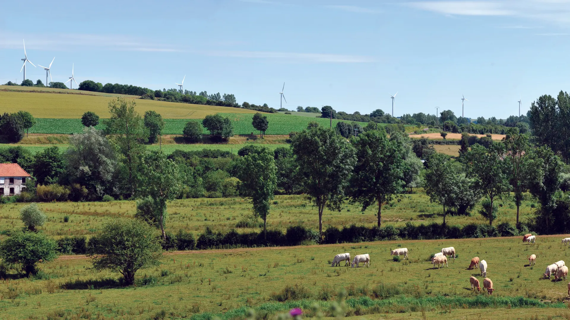 Vue Paysage Moulin 2010 SAINT-MARTIN D'HARDINGHEM © Photo Carl - Tourisme en Pays de Saint-Omer (1)