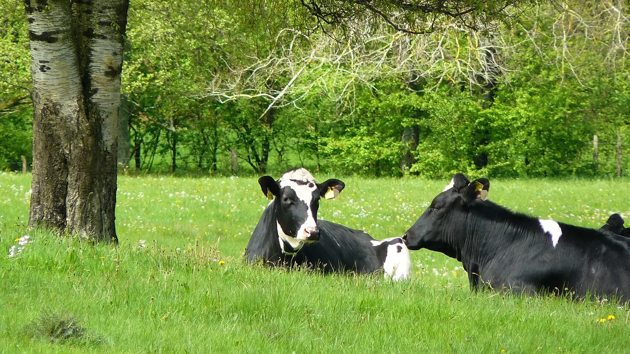 Élevage de vaches, photo d'illustration (non contractuelle)