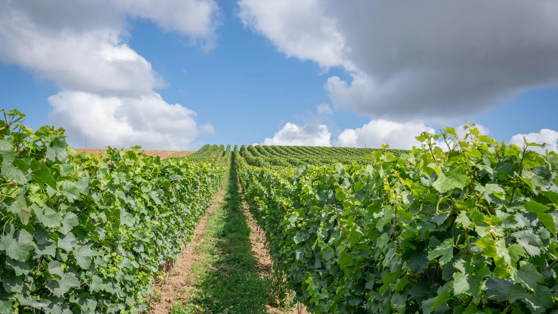 Vignes - Ferme du Norbert