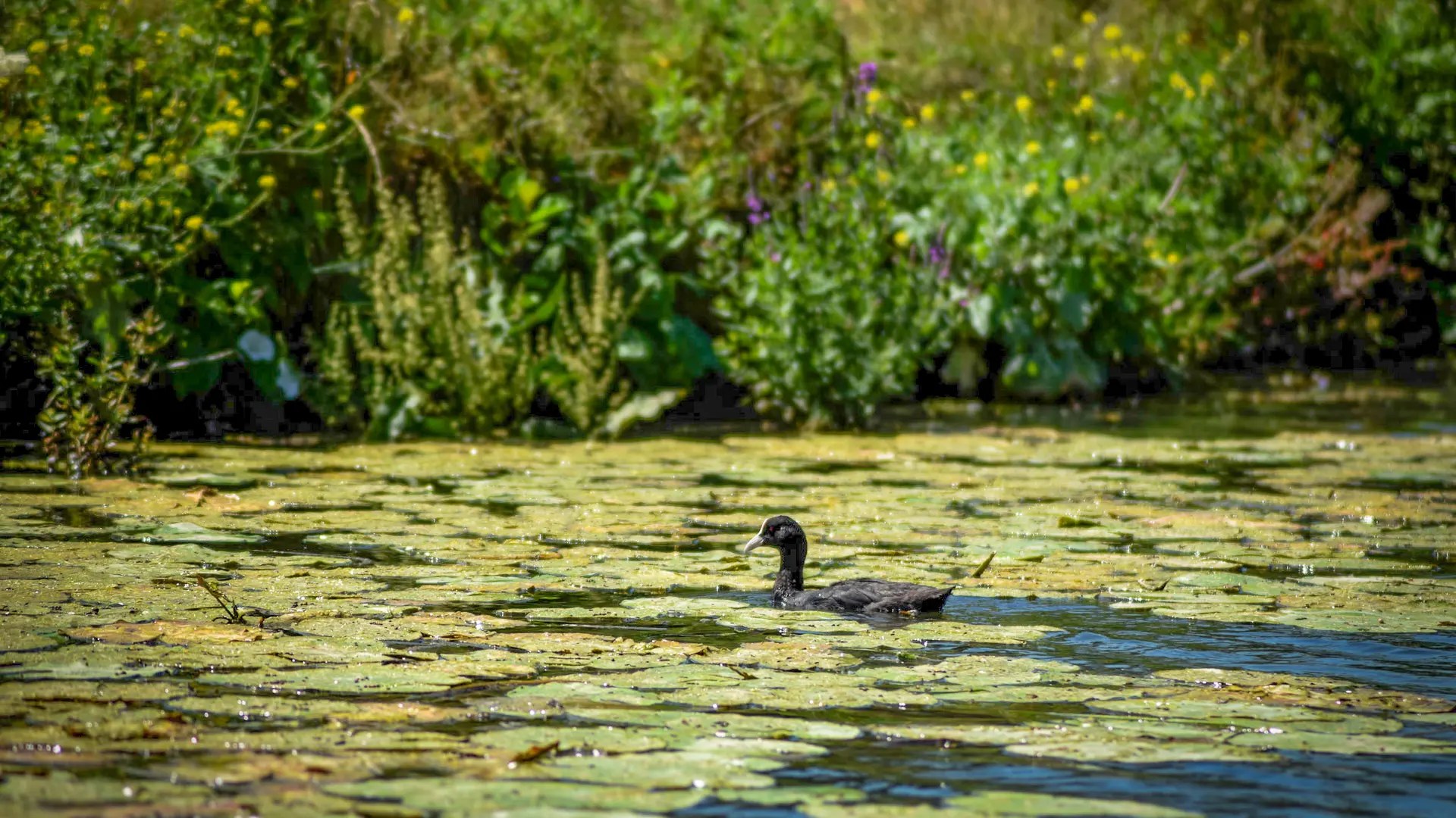 Faune du Marais Audomarois