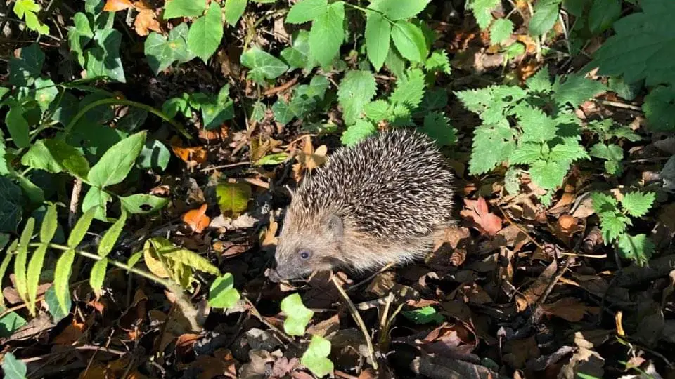 Faune sauvage au jardin