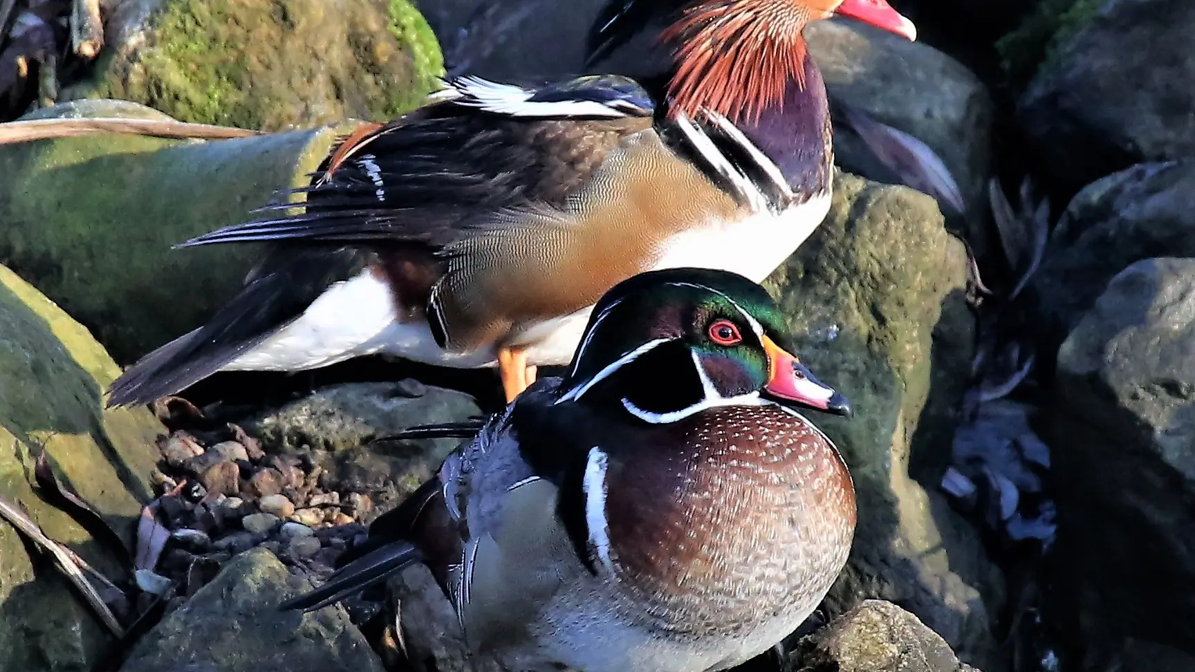 Canards d'ornement