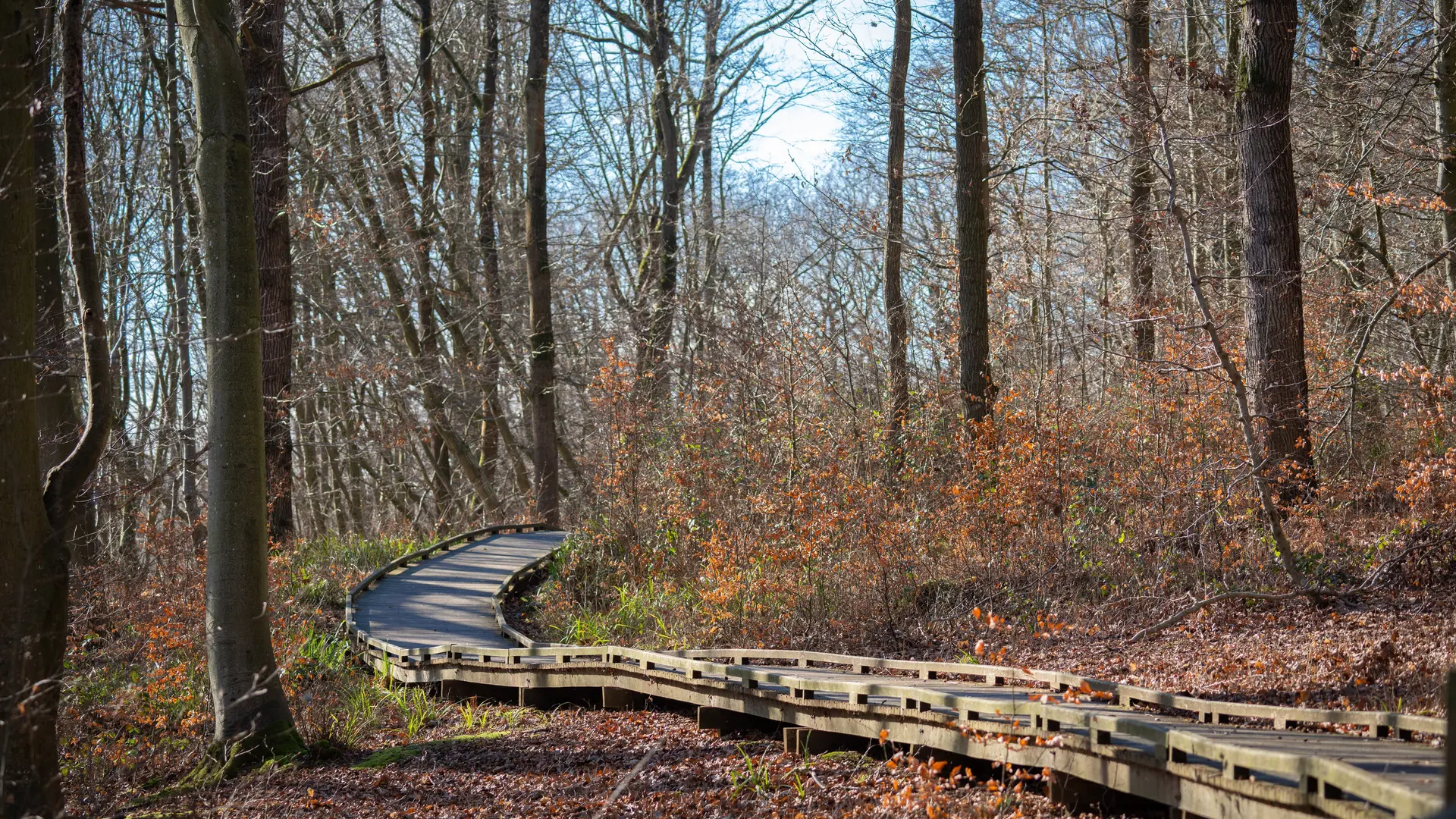 Forêt d'Éperlecques 2024