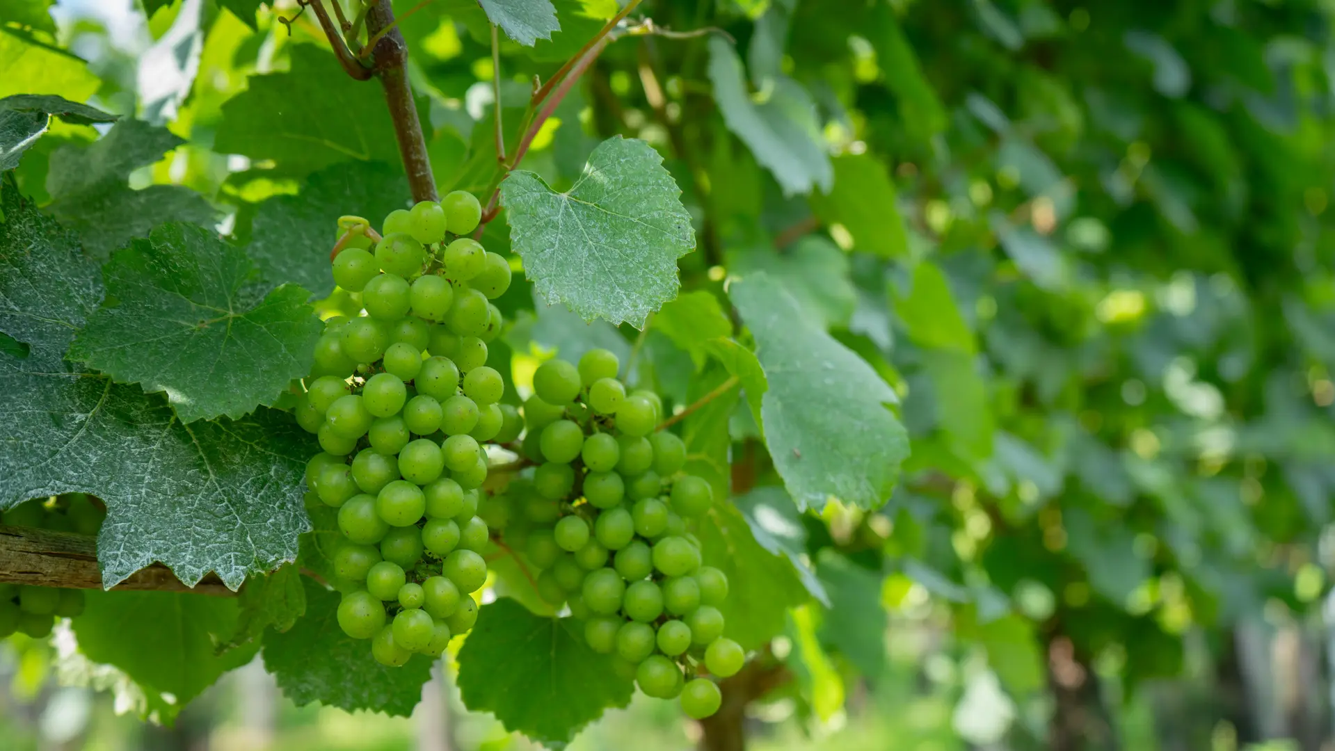 Vignes - Ferme du Norbert