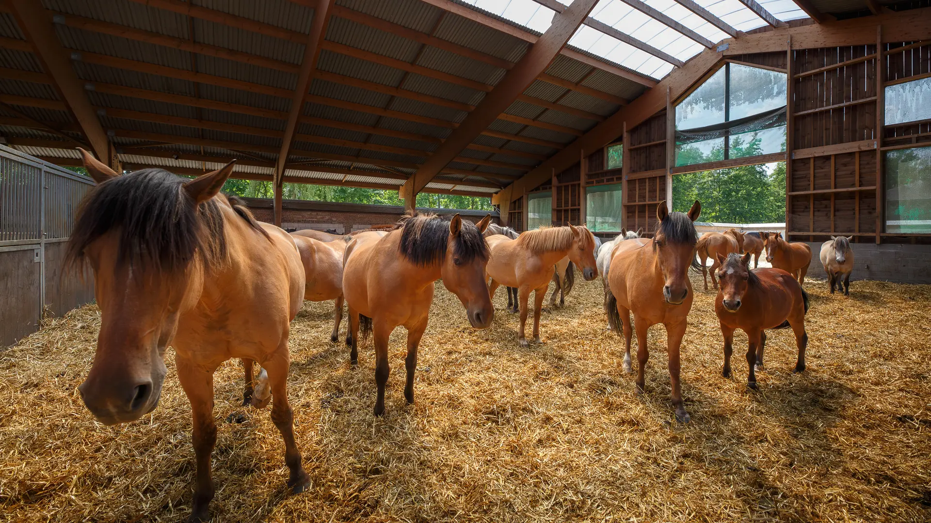 Chevaux dans l'écurie active