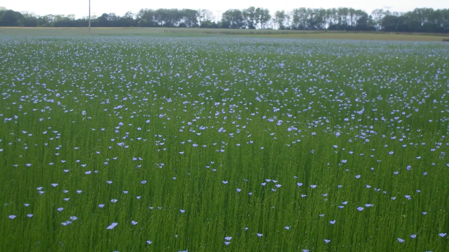 WOIGNARUE Les Marevas
