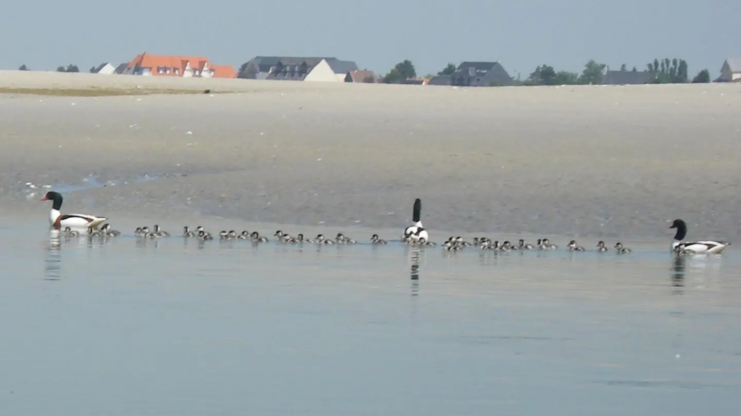 WOIGNARUE Les Marevas