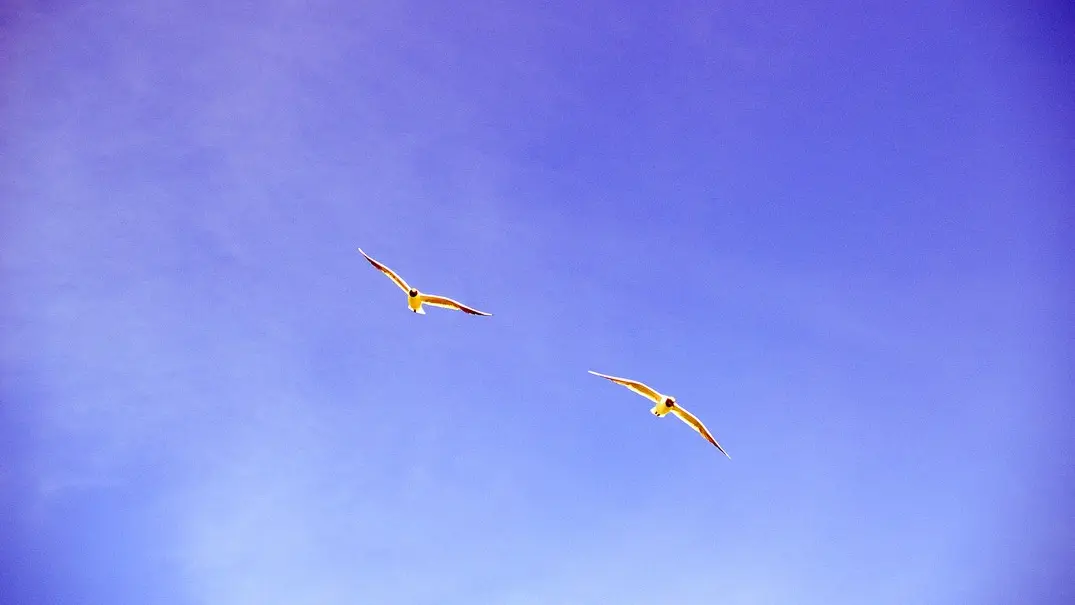 HÂBLE D'AULT ET SA RÉSERVE ORNITHOLOGIQUE