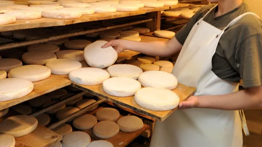 Affinage du reblochon