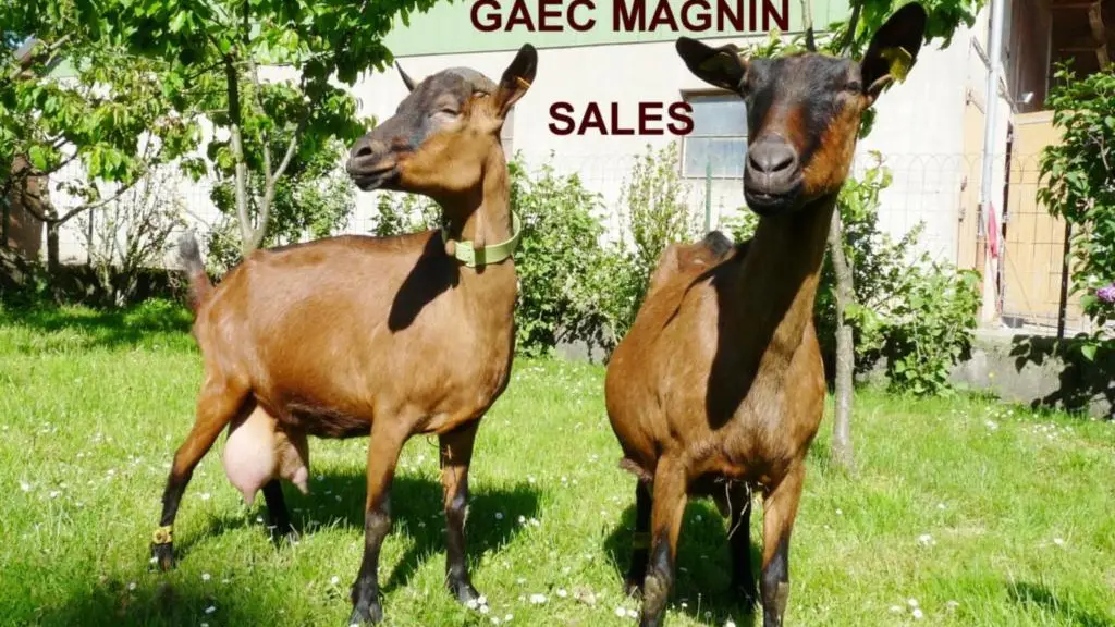 Gaec Magnin Sâles