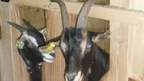 Ferme pédagogique de Chosal