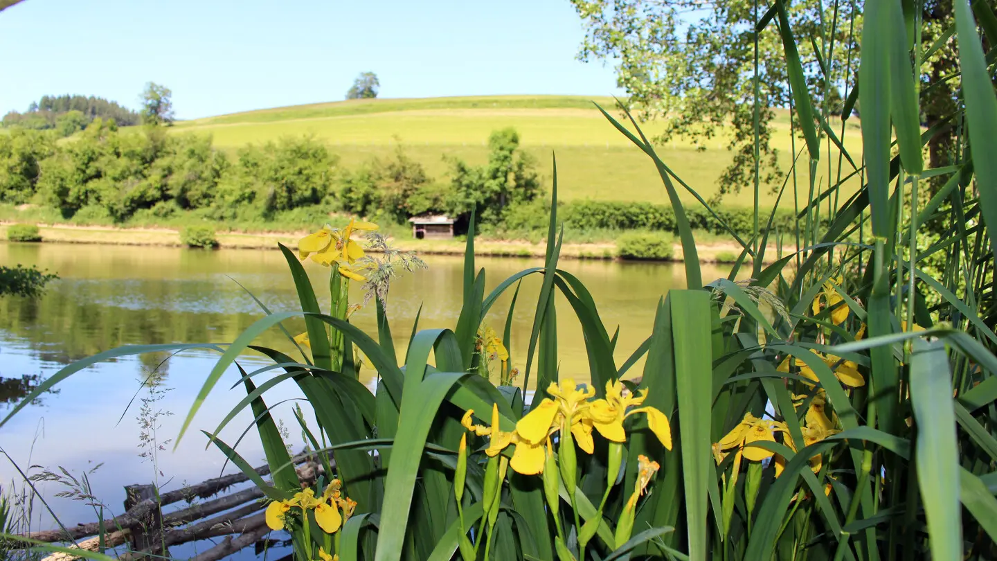 Etang de Fontbonne
