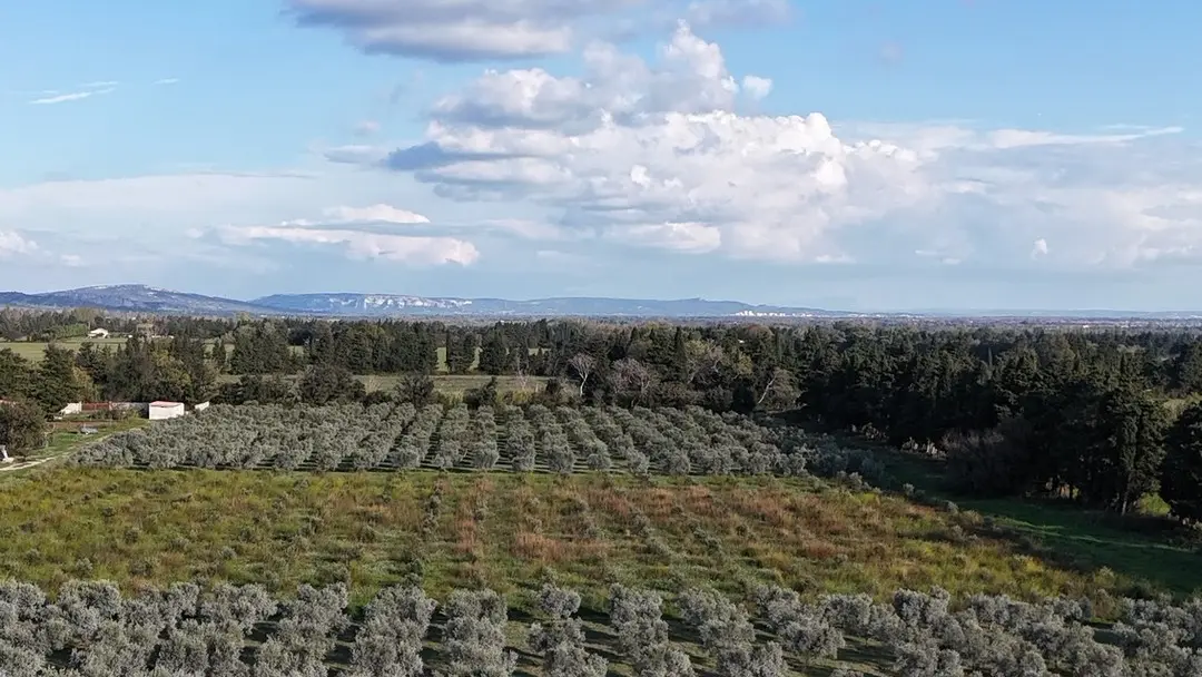 Amouriès - Domaine Delabarre Olive oil producer in Mouriès Heart Olive trees