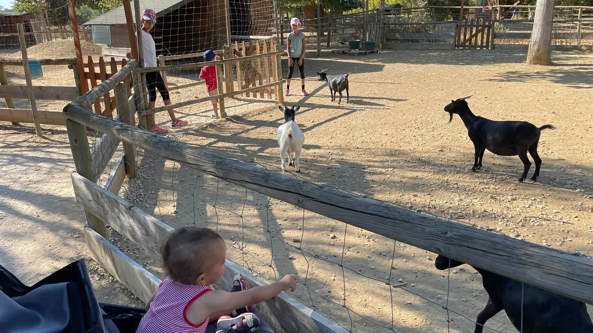 Enfants qui entrent en contact avec les chèvres du parc