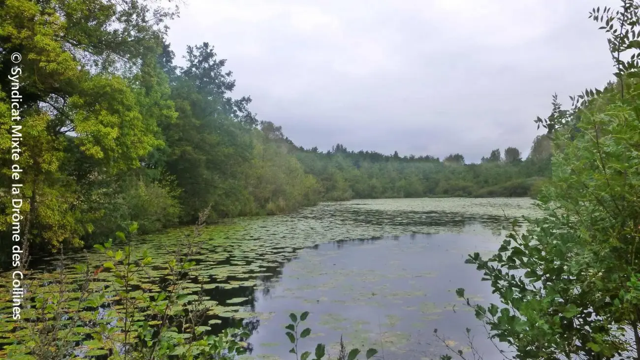 Le bois de l'Ane