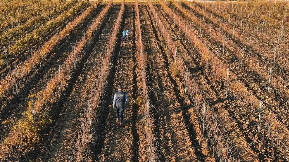 Terrain viticole pendant la récolte
