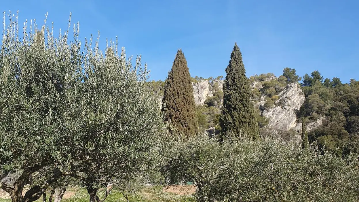 Olive grove at the entrance to the Parc des Grottes