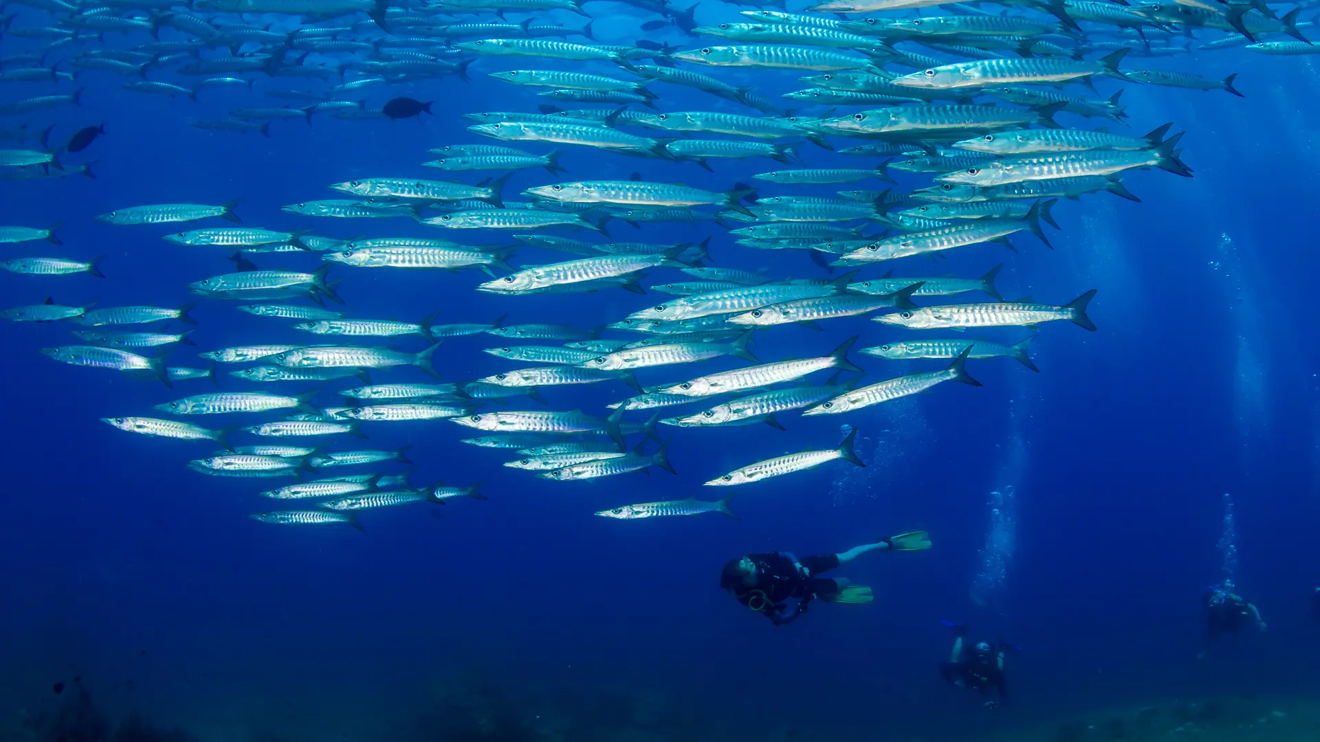 ambiance sous-marine
