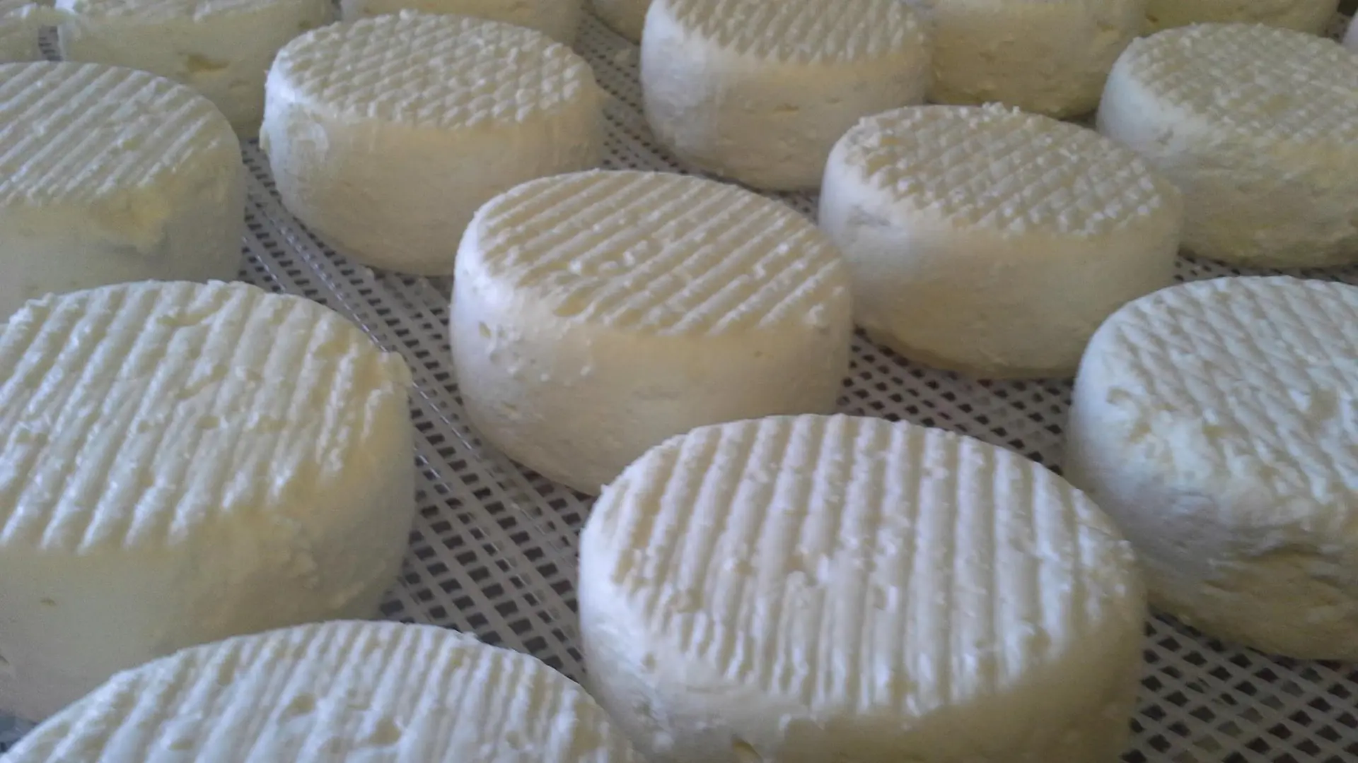 Fromages de brebis