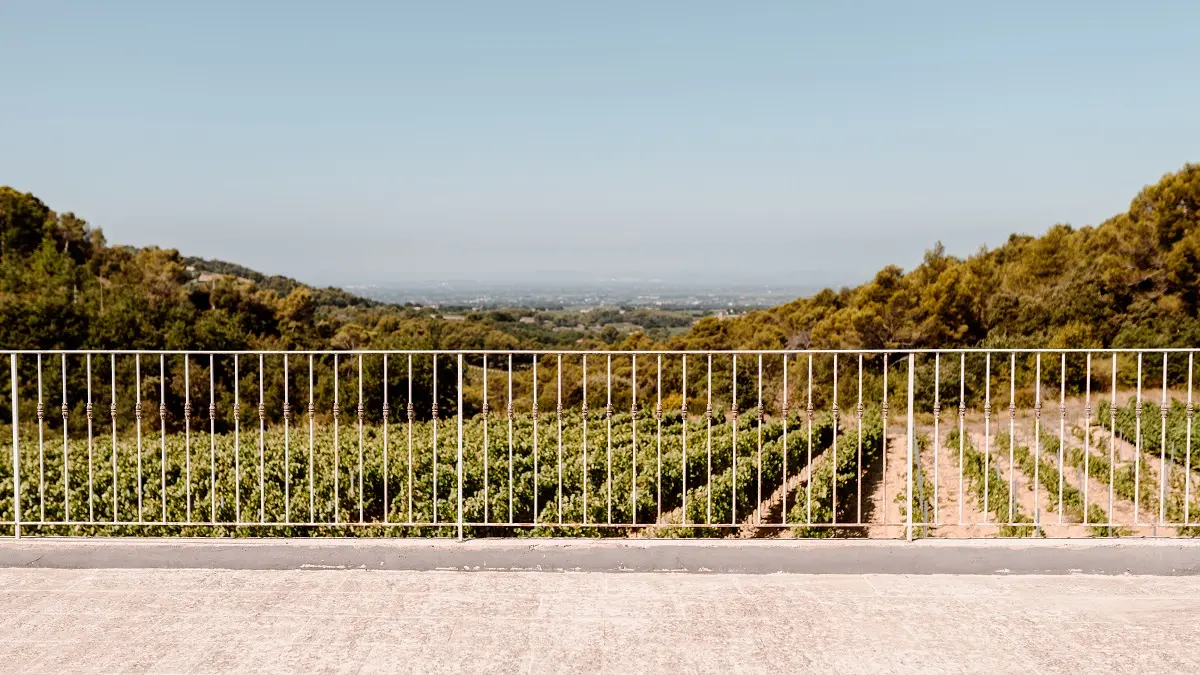 Vue sur le vignoble