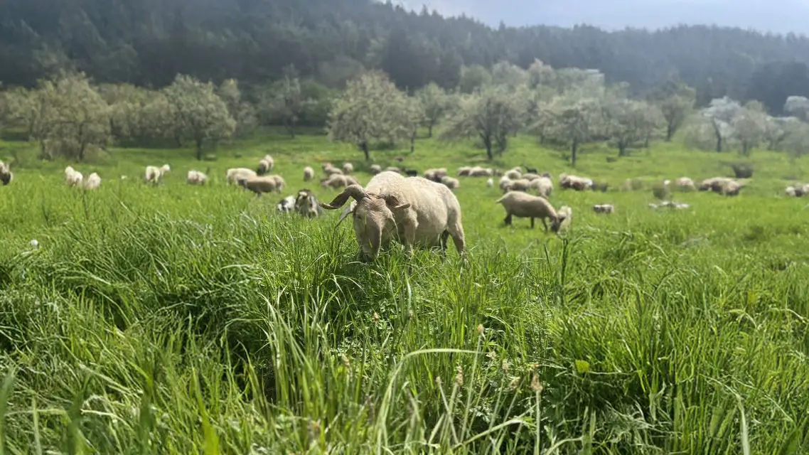 Brebis Brigasque dans un champs