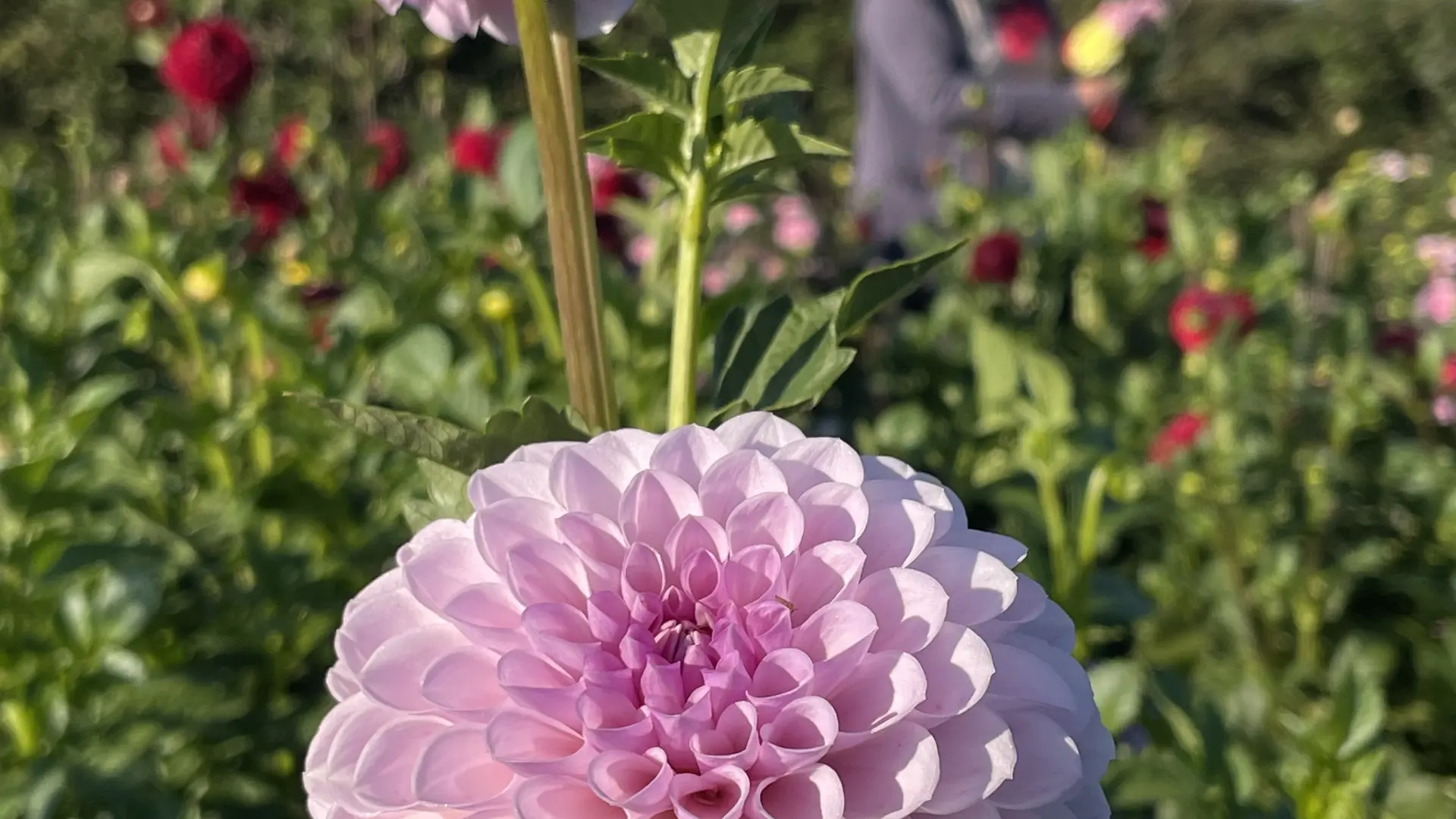 Dahlias ! Dès juillet et jusqu'au premières gelées !