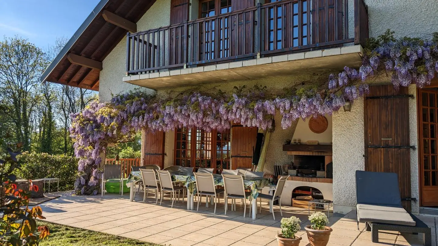 Au printemps avec la glycine fleurie