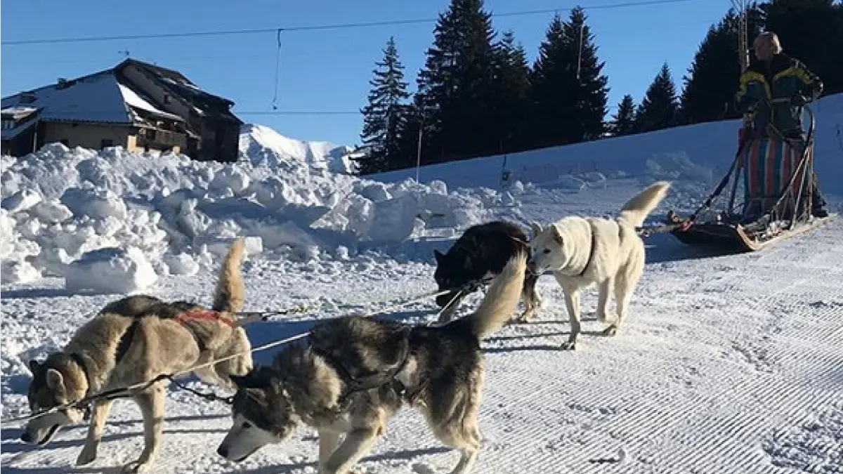 Chiens de Traineaux