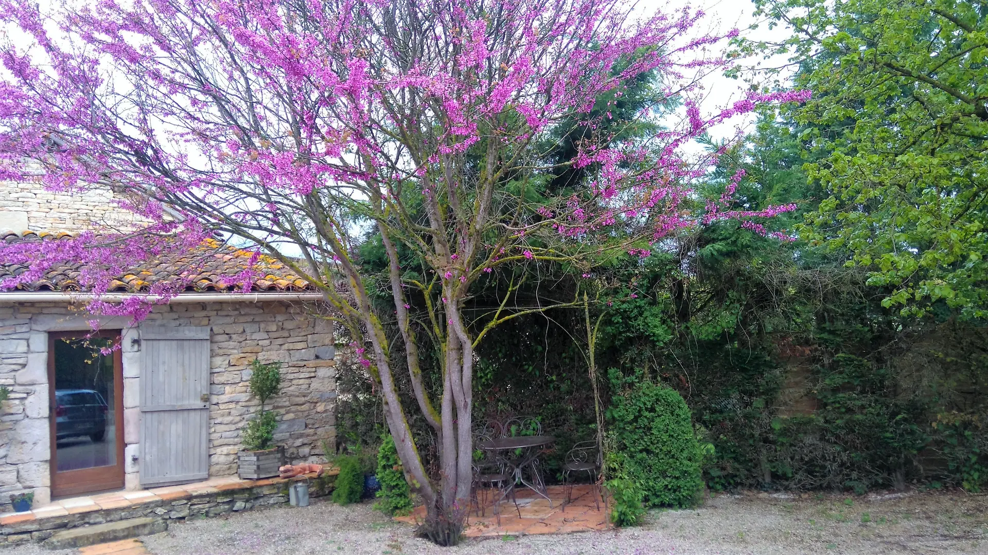 Tonnelle ,salon de jardin,,arbre de judé.