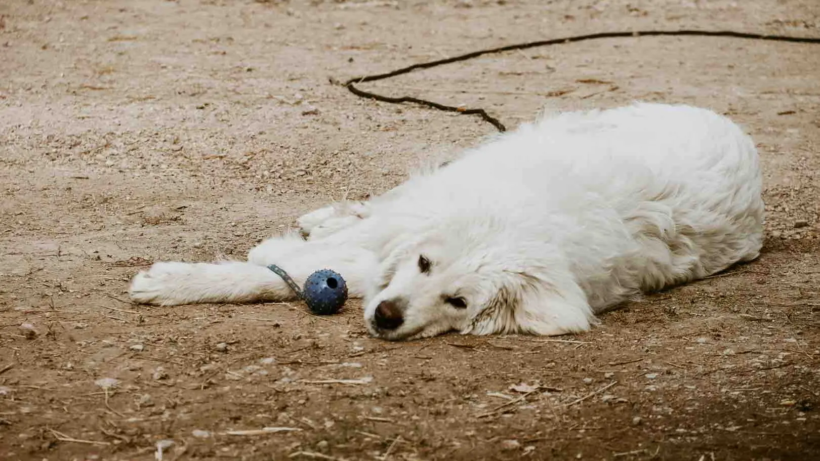 Le chien de la ferme pédagogique regarde l'objectif