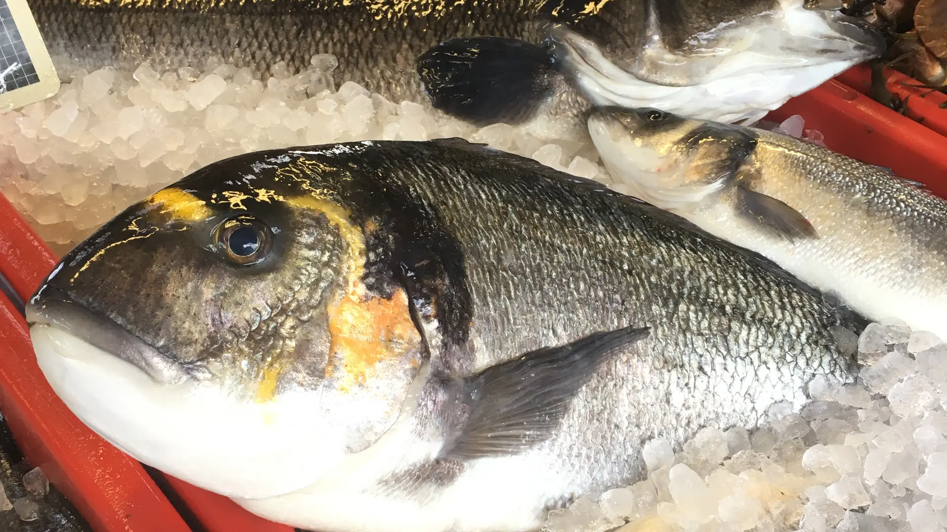 Elevage et vente de loups, daurades et poissons de la baie de Tamaris