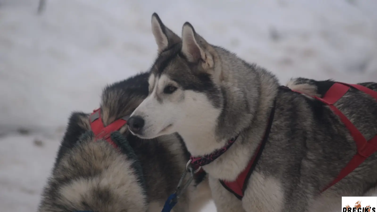 Chiens huskis de Sibérie de Drecik's Dogs pour le cani balade