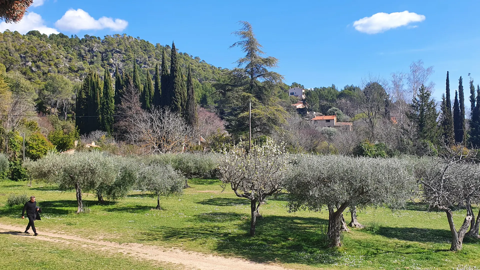 Olive grove at the entrance to the Parc des Grottes