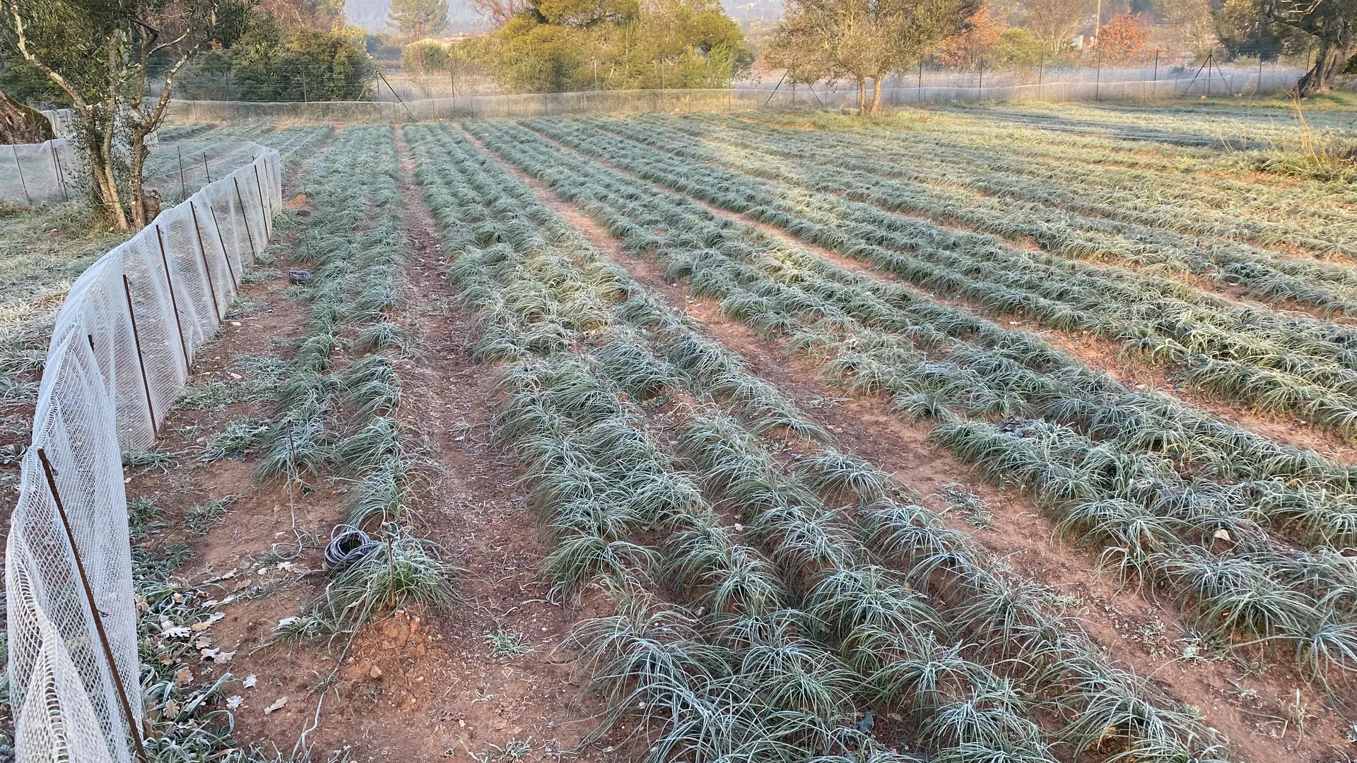 Domaine des Hyades production de safran à Cuers