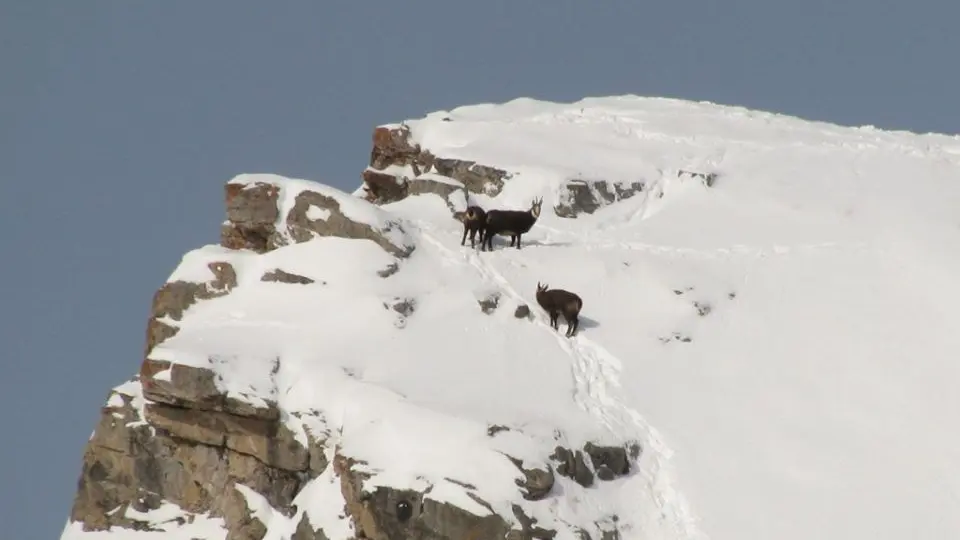 Chamois - Horizons - La Grave