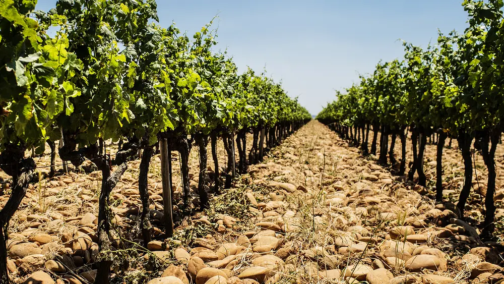 Le vignoble