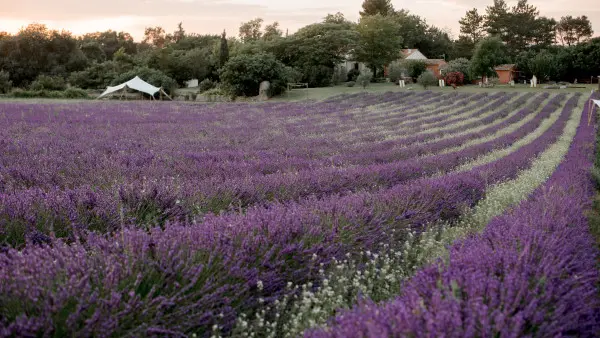 Visite d'un champ de Lavande Aix en Provence