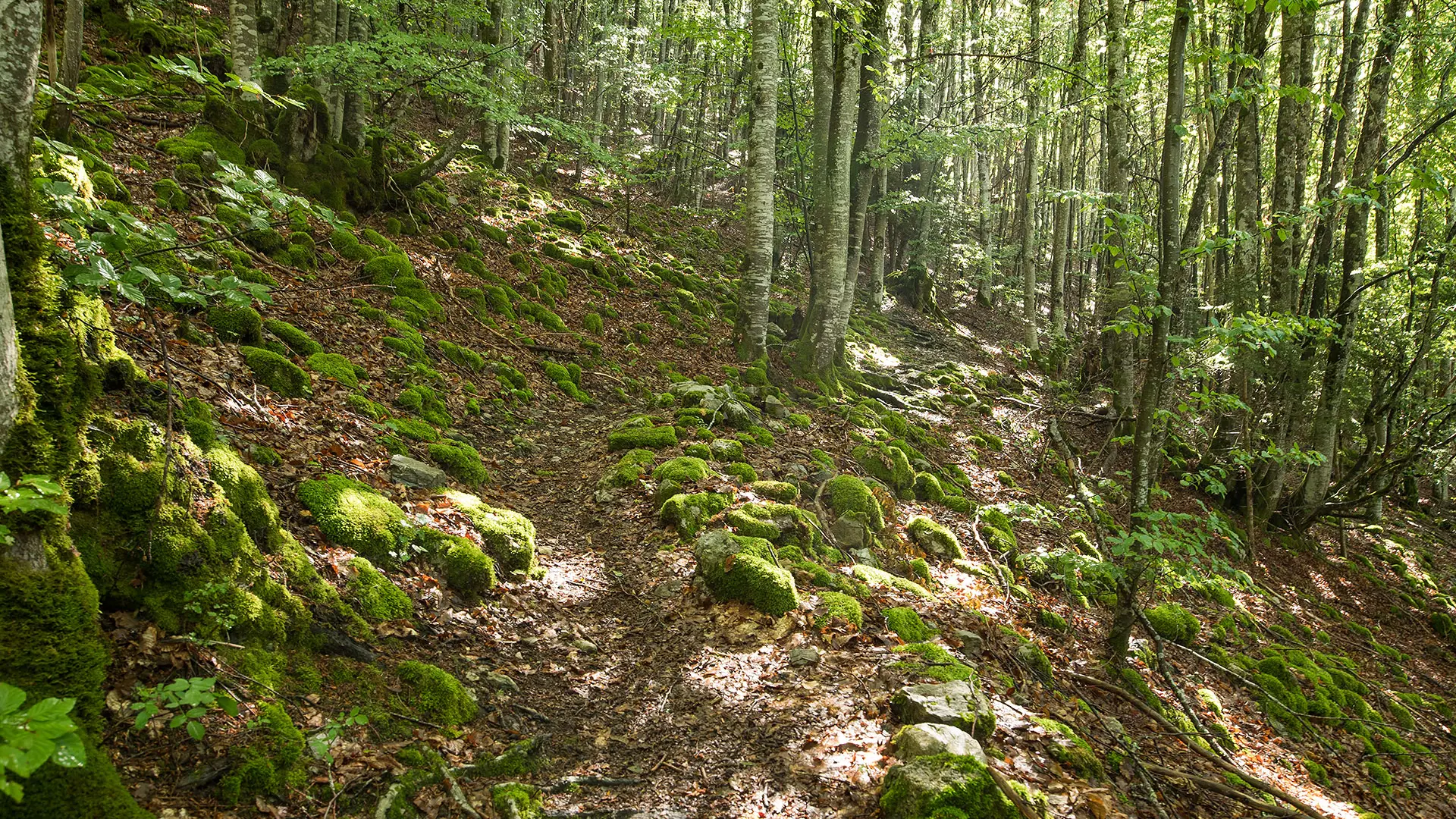 Montée dans la forêt