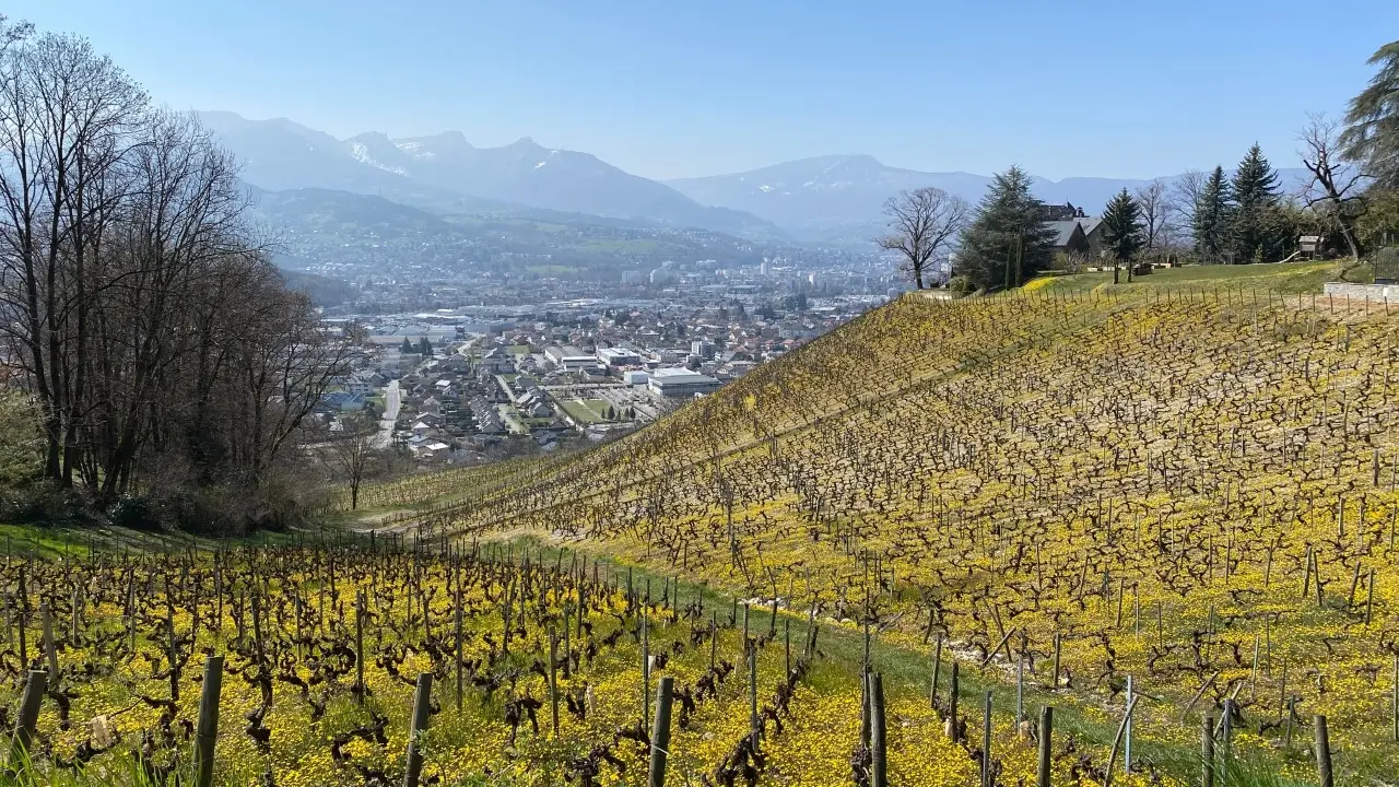 Monterminod Vignes