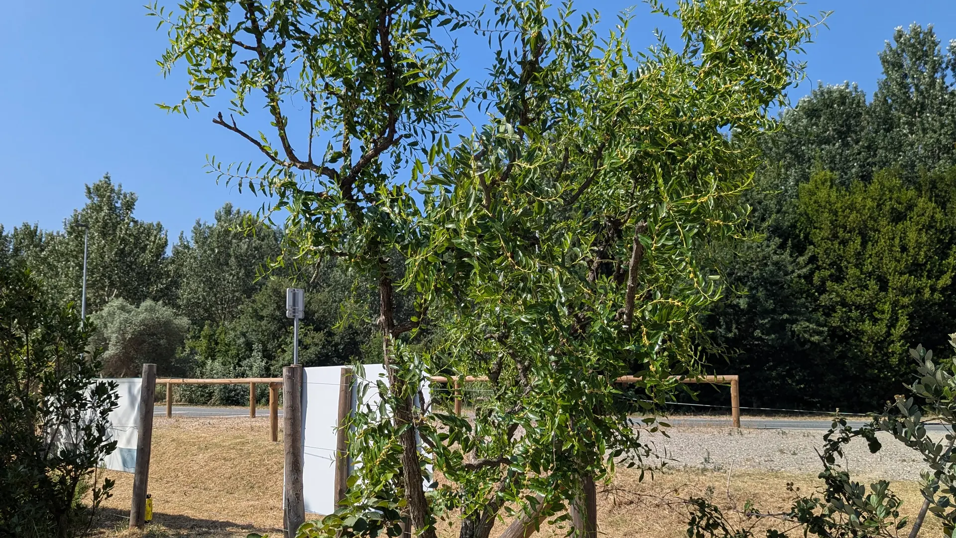 La haie gourmande