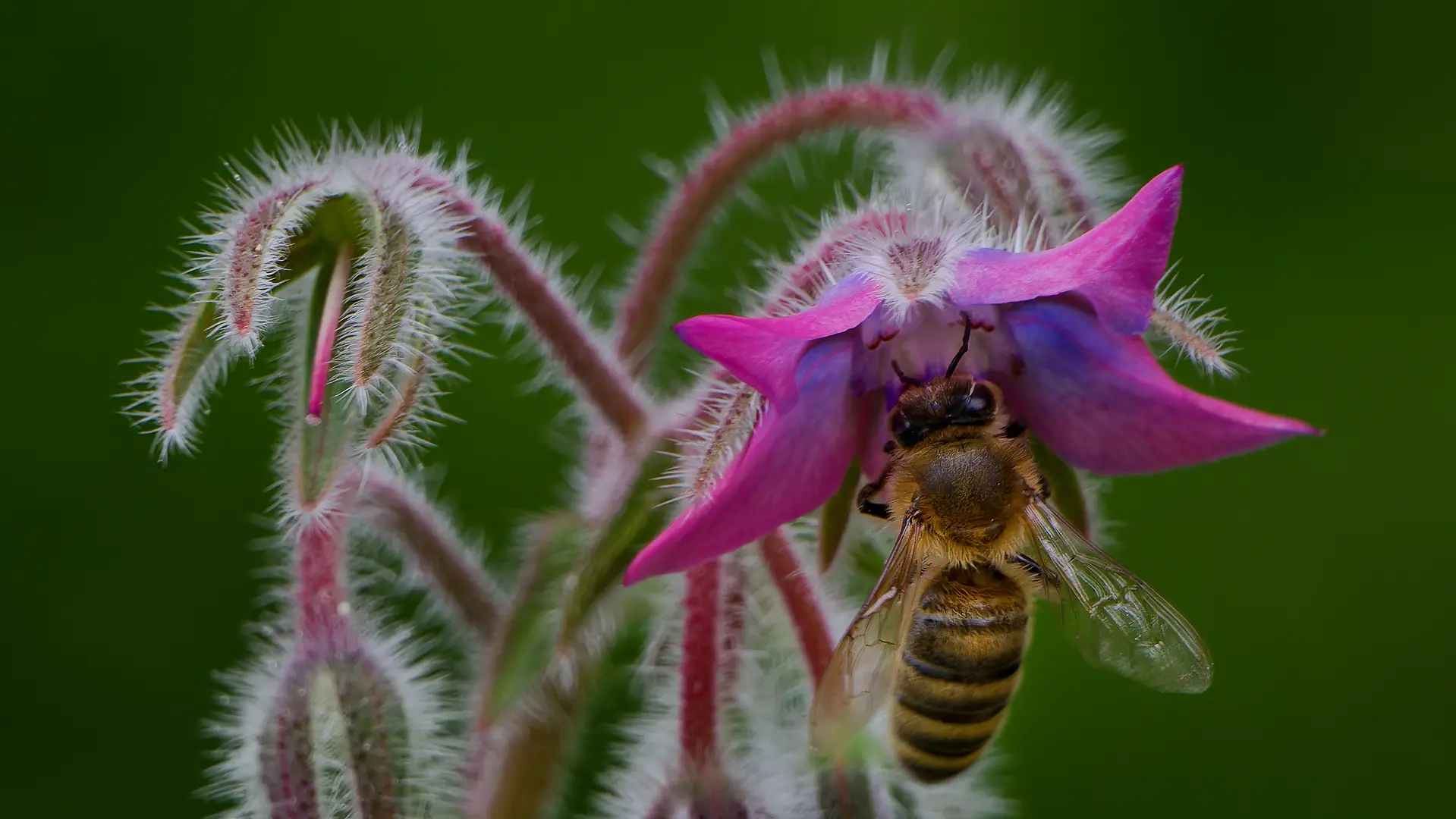 Jardin pour la terre