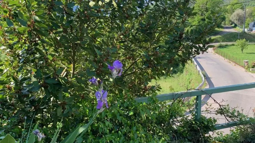 Gîte Le Doudou d'Anathéo-Fleurs-Roquebillière-Gîtes de France des Alpes-Maritimes