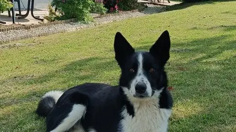 Shaplin, votre meilleur copain pour les vacances ! :)