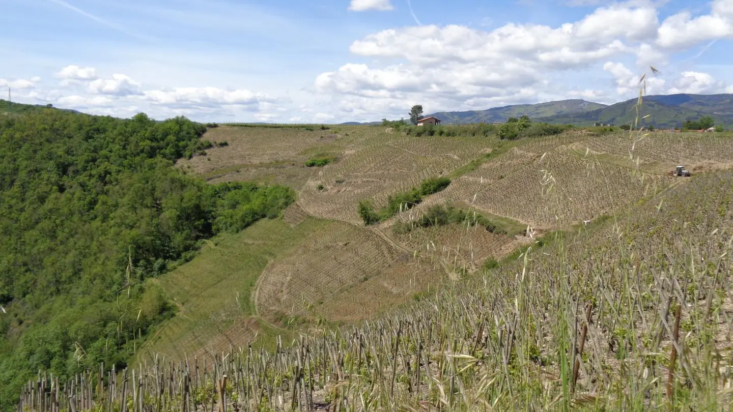 Les vignes de Malleval.
