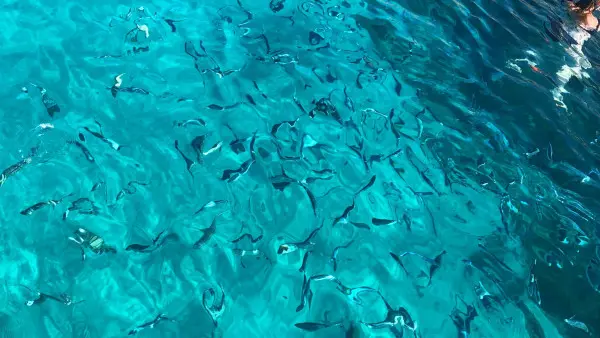 Croisière dans les Calanques - journée