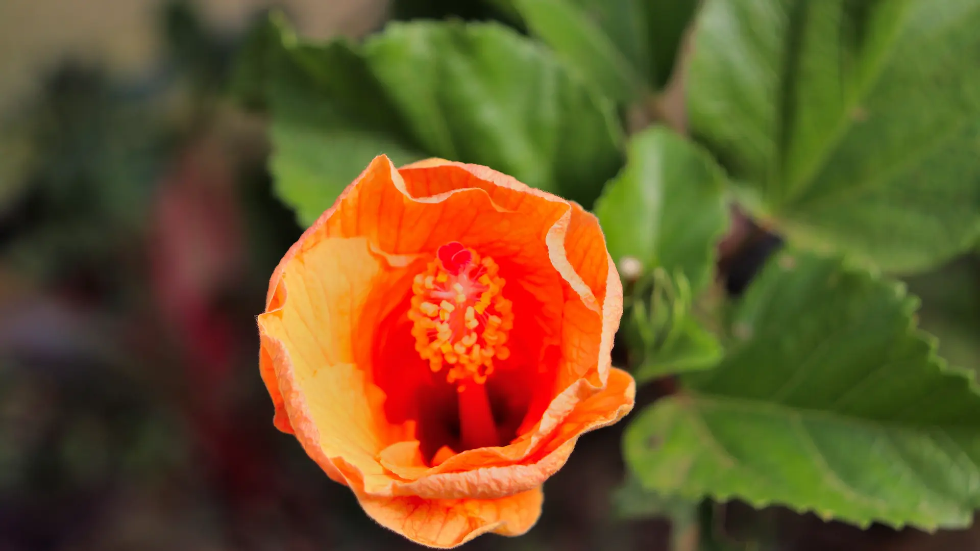 fleur, jardin, kouaoua, léontine