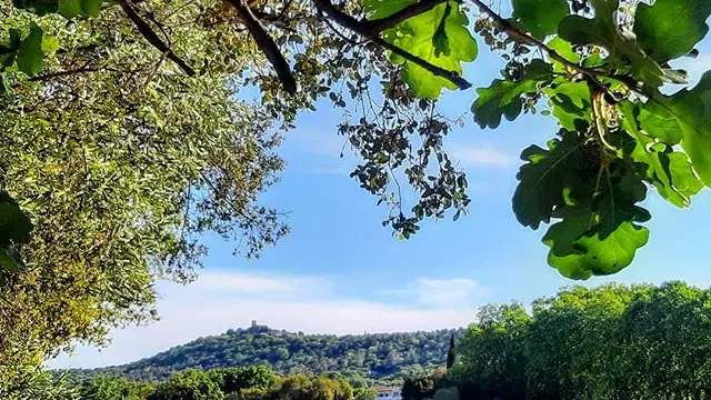 Les vignes au printemps