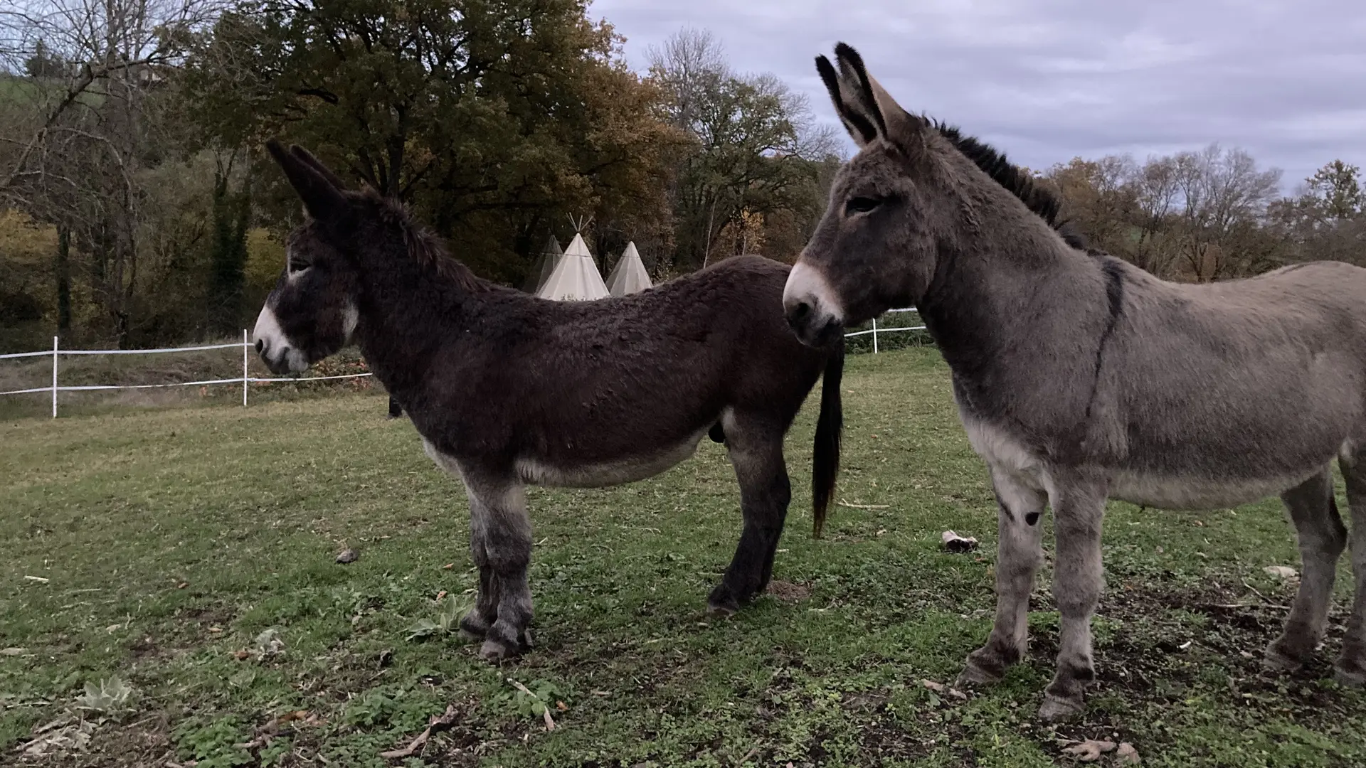 Tino et Bergamote
